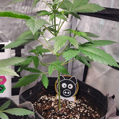 Mephisto Freebie growlog timeline photo