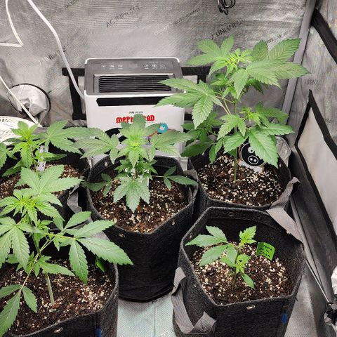 Mephisto Freebie growlog timeline photo
