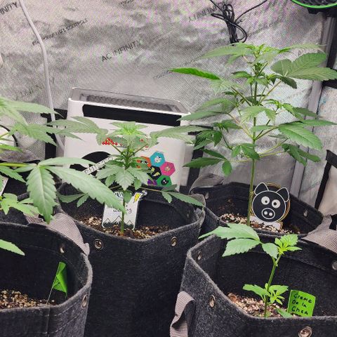 Mephisto Freebie growlog timeline photo
