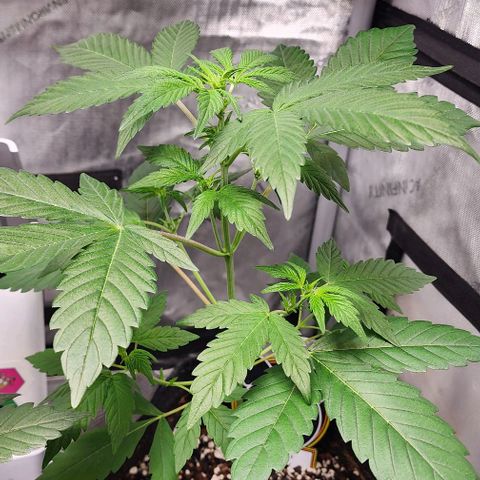 Mephisto Freebie growlog timeline photo