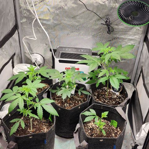 Mephisto Freebie growlog timeline photo