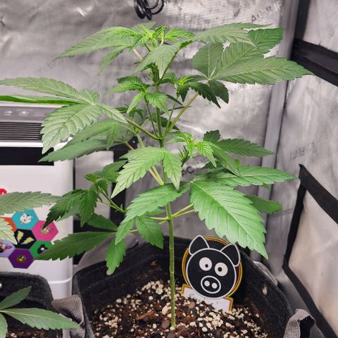 Mephisto Freebie growlog timeline photo