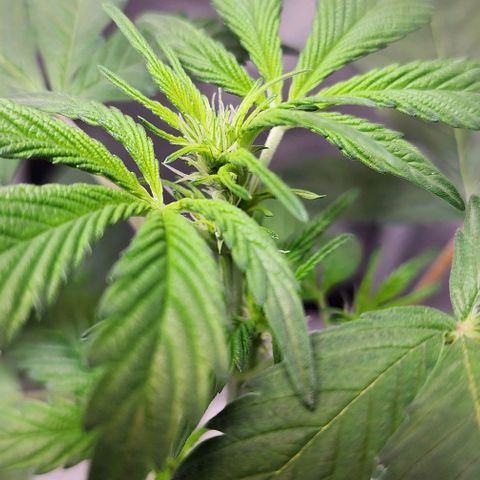 Mephisto Freebie growlog timeline photo