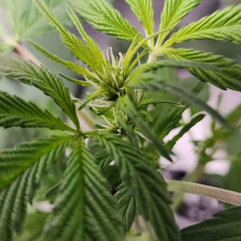 Mephisto Freebie growlog timeline photo