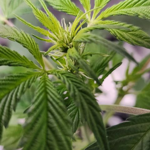Mephisto Freebie growlog timeline photo