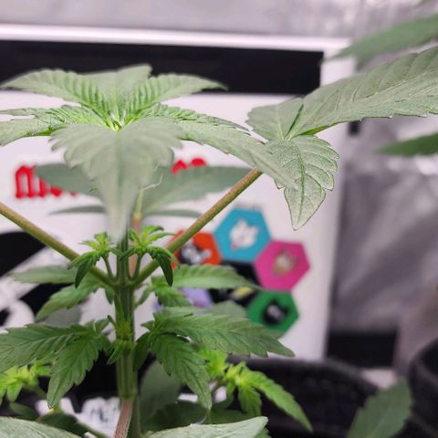 Mephisto's Wedding growlog timeline photo