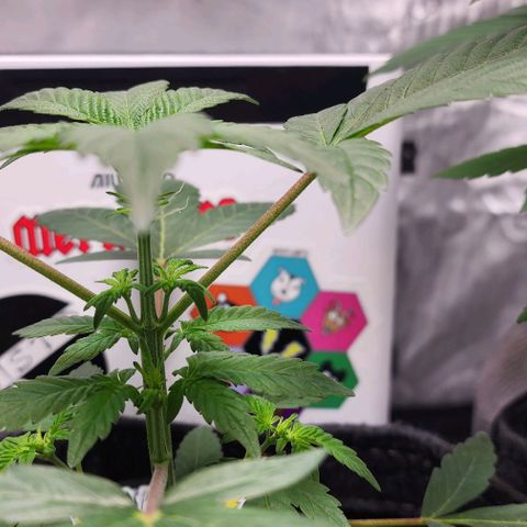 Mephisto's Wedding growlog timeline photo