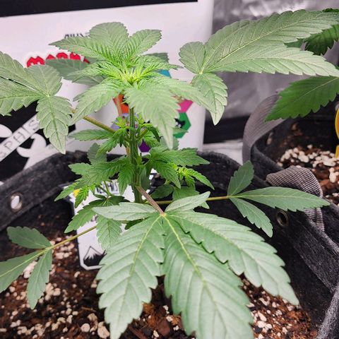 Mephisto's Wedding growlog timeline photo