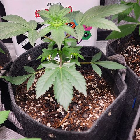 Mephisto's Wedding growlog timeline photo