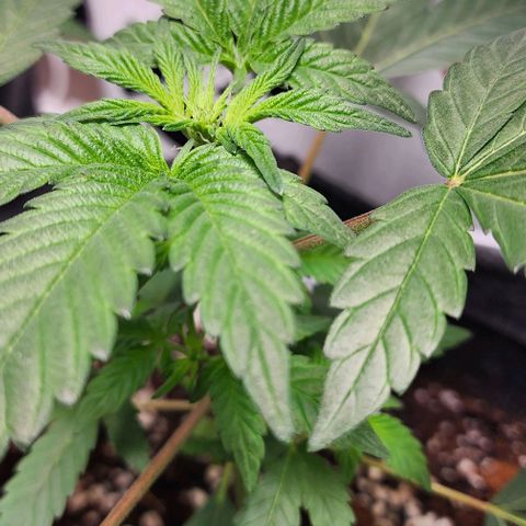 Mephisto's Wedding growlog timeline photo