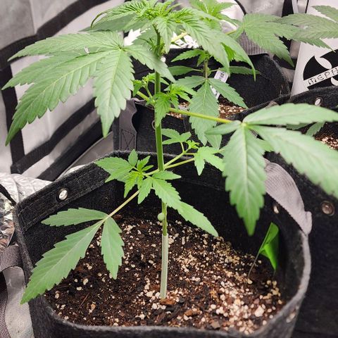 Sour Stomper growlog timeline photo