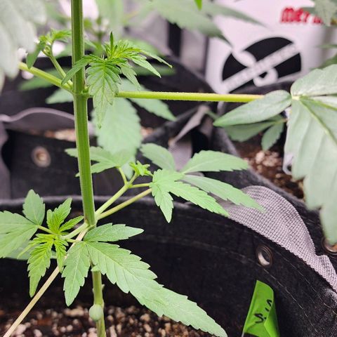 Sour Stomper growlog timeline photo