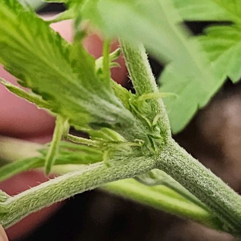 Double Grape growlog timeline photo