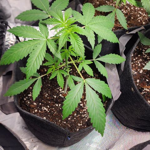 Sour Stomper growlog timeline photo