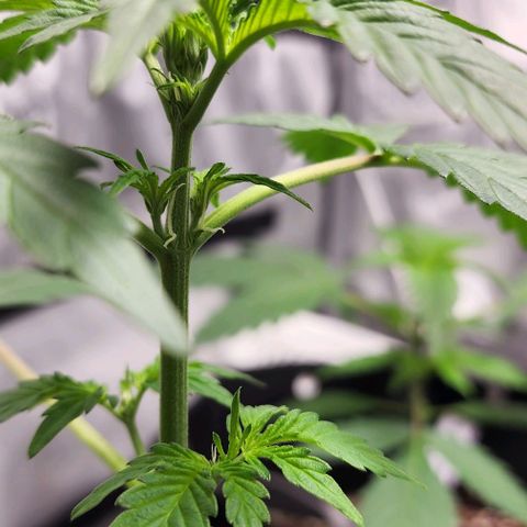 Sour Stomper growlog timeline photo