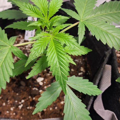 Double Grape growlog timeline photo