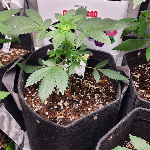 Mephisto's Wedding growlog timeline photo