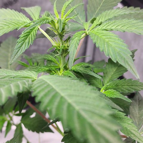 Mephisto Freebie growlog timeline photo