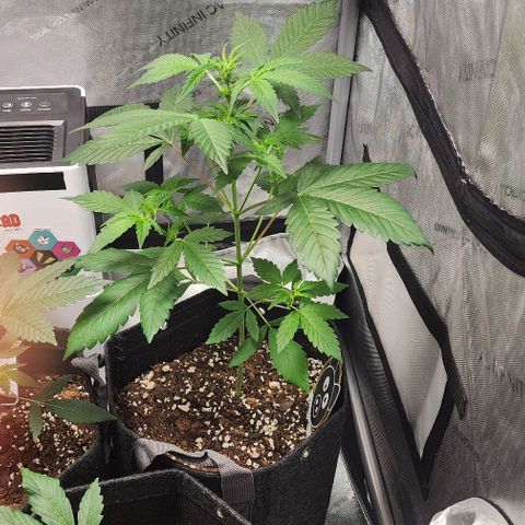 Mephisto Freebie growlog timeline photo