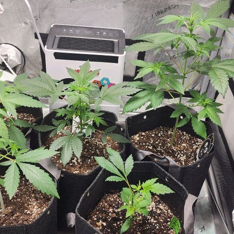 Mephisto Freebie growlog timeline photo