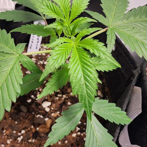 Double Grape growlog timeline photo