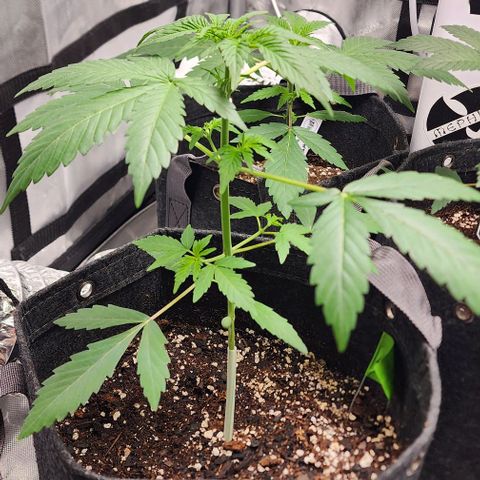 Sour Stomper growlog timeline photo