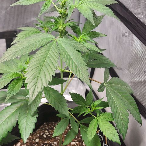Mephisto Freebie growlog timeline photo