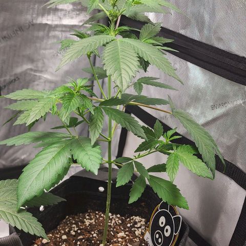 Mephisto Freebie growlog timeline photo