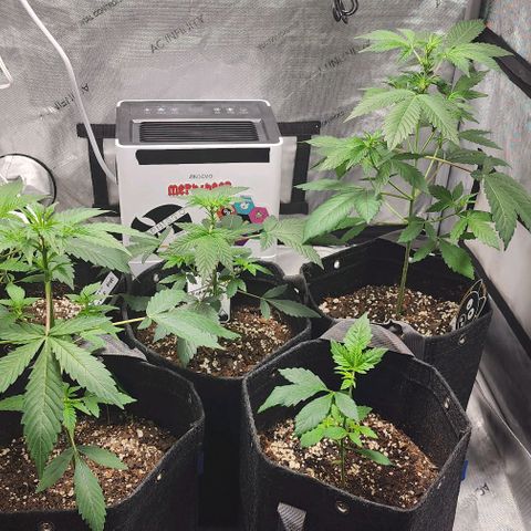 Mephisto Freebie growlog timeline photo