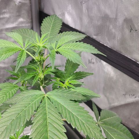 Mephisto Freebie growlog timeline photo