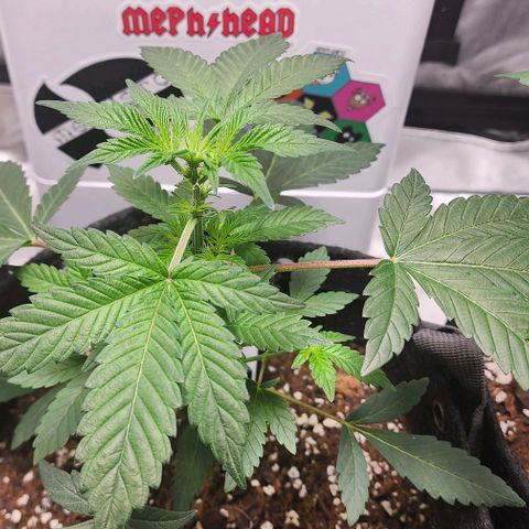 Mephisto's Wedding growlog timeline photo