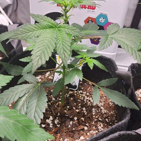 Mephisto's Wedding growlog timeline photo
