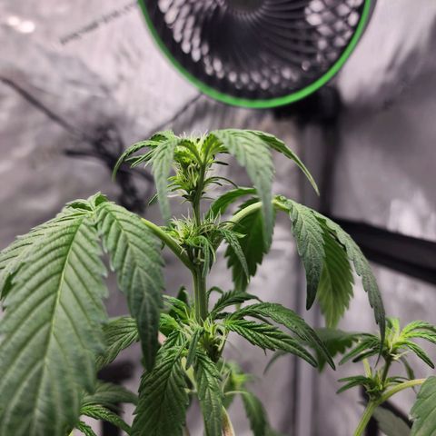 Mephisto Freebie growlog timeline photo