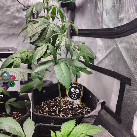 Mephisto Freebie growlog timeline photo