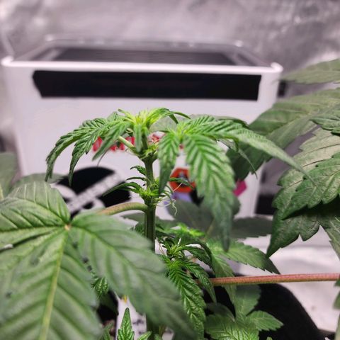 Mephisto's Wedding growlog timeline photo