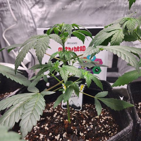 Mephisto's Wedding growlog timeline photo