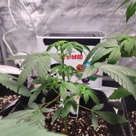 Mephisto's Wedding growlog timeline photo