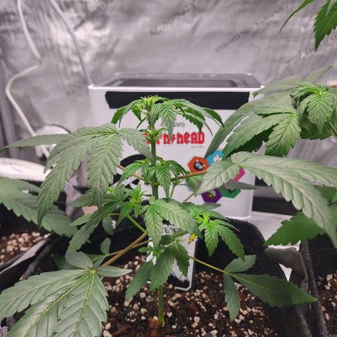 Mephisto's Wedding growlog timeline photo
