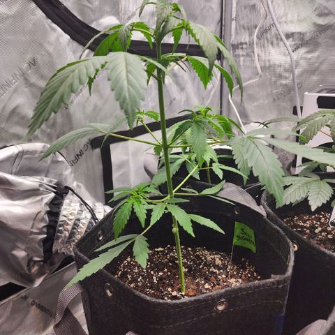 Sour Stomper growlog timeline photo