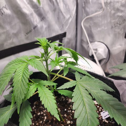 Double Grape growlog timeline photo