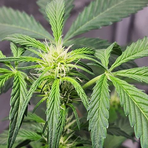 Mephisto Freebie growlog timeline photo