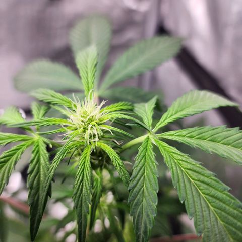 Mephisto Freebie growlog timeline photo