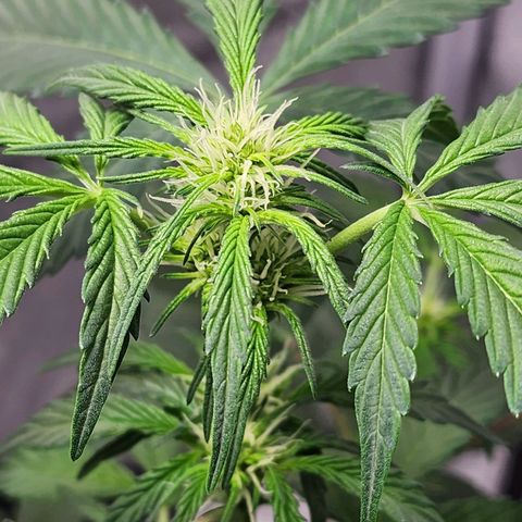 Mephisto Freebie growlog timeline photo