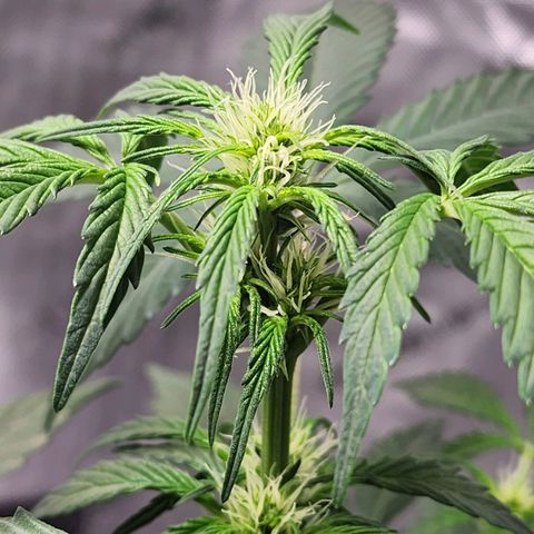 Mephisto Freebie growlog timeline photo