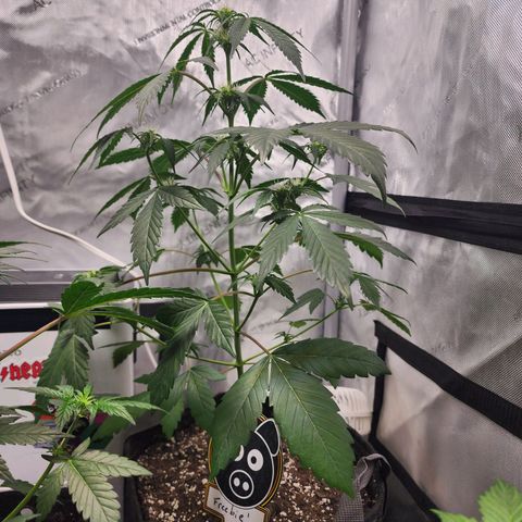 Mephisto Freebie growlog timeline photo