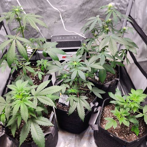 Mephisto Freebie growlog timeline photo