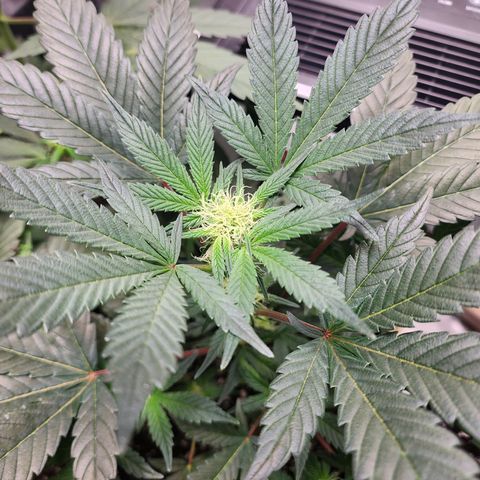 Mephisto's Wedding growlog timeline photo