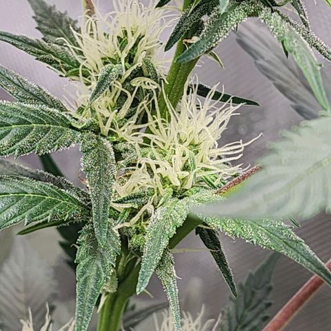 Mephisto Freebie growlog timeline photo