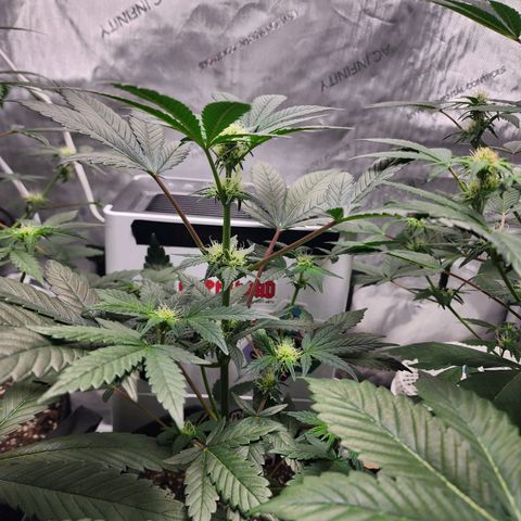 Mephisto's Wedding growlog timeline photo