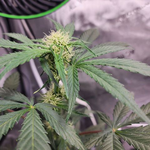 Sour Stomper growlog timeline photo
